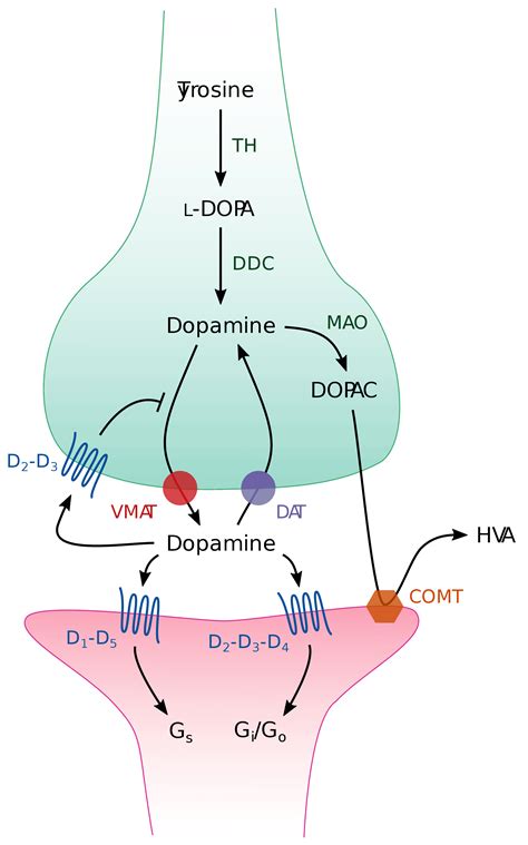 daphamine|Dopamine